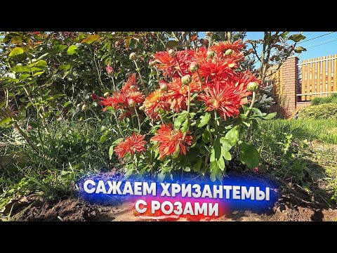 Видео: Сажаем хризантемы с розами