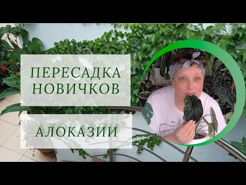Видео: Пересадка новичков АЛОКАЗИЙ.