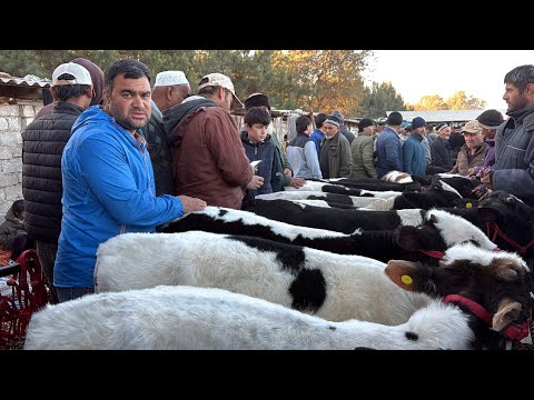 Видео: МОЛБОЗОРИ ЧУЗИ ШАХРИНАВ НАРХИ БУҚА ВА ДИГАР МОЛҲО ЧОРВО Б 14 ноября 2025 г.