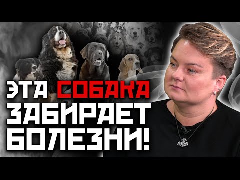 Видео: Звериная чуйка. Как собаки и коты берегут хозяев от магии и предупреждают об опасности?