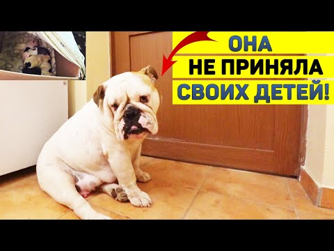 Видео: Мать не принимает детей! Кто будет кормить щенков?! Английский Бульдог с щенками после родов.