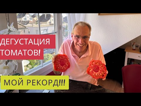 Видео: КАКОЙ ТОМАТ ВКУСНЕЕ??🍅😍ДЕГУСТИРУЕМ ТОМАТЫ!!!🍅🍅🍅😋ВАУ!🎉ВОТ ОН МОЙ-ЧЕМПИОН!!!🥳🏆❤️👏