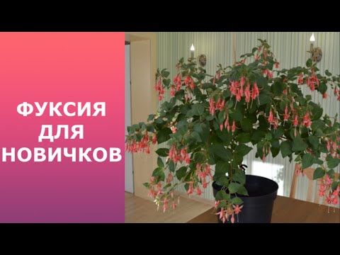 Видео: Фуксия Machu Picchu, беспроблемный сорт для новичков.