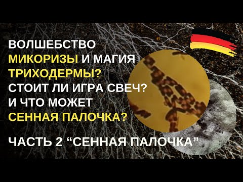 Видео: Дача в Германии. Как сенная палочка спасает от грибковых инфекций урожай? Где купить и как применять