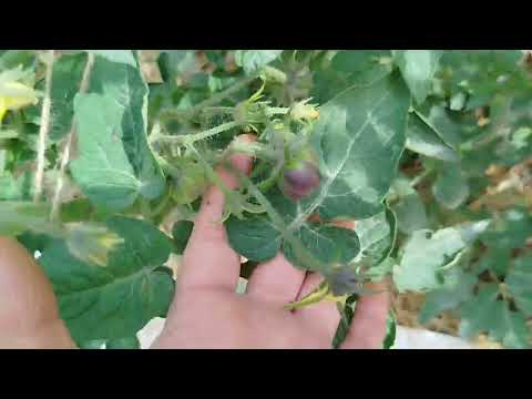 Видео: 2 часть, обзор открытого грунта, гномы.