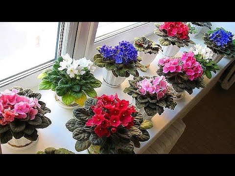 Видео: ФЯЛКА ГУЛИ