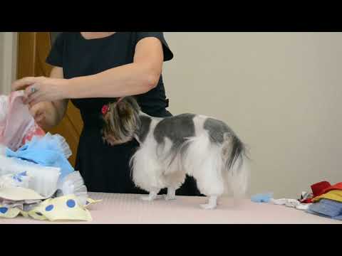 Видео: Одежда для собачек. Платья, жилеты 2024