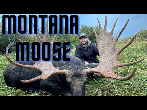 Видео: Сердечный приступ у лося из Монтаны || Вопреки всем обстоятельствам