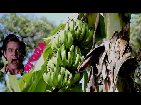 Видео: Клубника - не ЯГОДА, а банан - не фрукт! Шокирующая правда о первой культивируемой ЯГОДЕ в мире