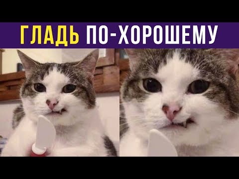 Видео: Приколы. Гладь по-хорошему | Мемозг #194