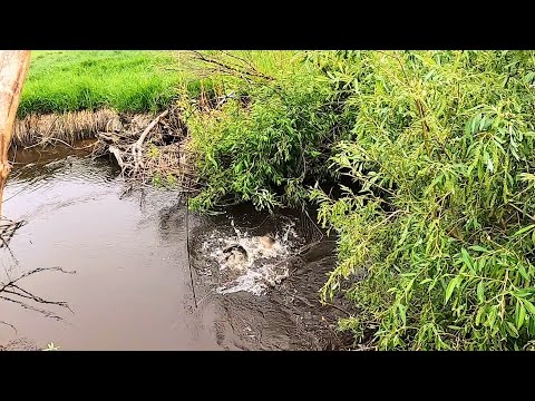 Видео: В этом ручье ловится всё! Тонны рыбы в пересыхающей речушке. Рыбалка на паук-подъёмник.