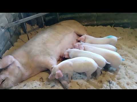 Видео: Подготовка к продаже поросят/Вес поросят в 1 месяц