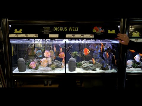 Видео: Кёлле Зоо Зоомагазин Штутгарта