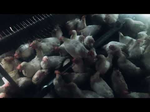 Видео: Мини ферма курей несушек Декалб Уайт. 100 курей. Бизнес на курах несушках. Ферма дома. Куриный доход
