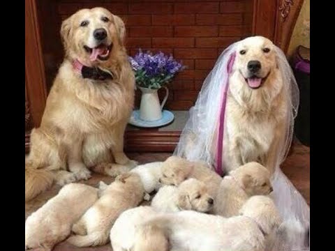 Видео: 😺 Новые смешные видео с собаками, кошками и котятами! 🐕 Вы будете смеяться! 😸