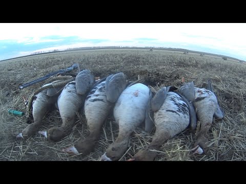 Видео: Охота на гуся с МР-153+TORNADO LONG и Benelli M2+TORNADO MID