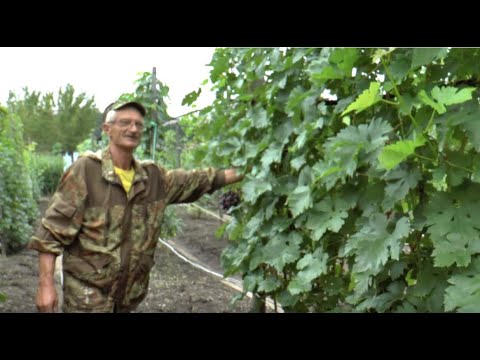 Видео: Экспедиция по виноградникам ДВ,  г. Лесозаводск, Устиненко А.А. 25 августа 2019 г.