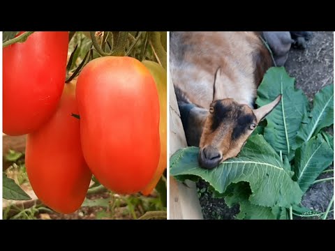 Видео: Раздала всем по Хрену....🍅ОБЗОР🍅маленькой🍅ТЕПЛИЦЫ🍅