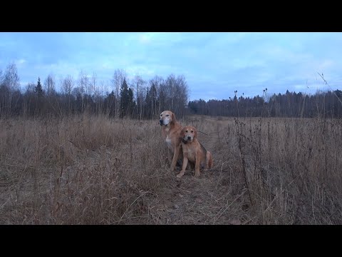 Видео: ОХОТА на ЗАЙЦА с РУССКОЙ ГОНЧЕЙ.15 ноября.2022-2023.