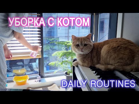 Видео: Кот и уборка | Сортировка мусора | Daily routines in Korea