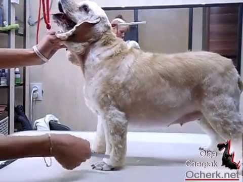 Видео: Ам. кокер. Выгребание из войлока