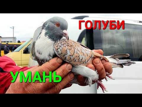 Видео: Голуби Умань. Птица Мира. Ярмарка голубей и декоративной птицы. Кролики. Куры. Нутрии. #зоотроп