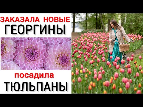 Видео: НОВЫЕ ГЕОРГИНЫ! ТЮЛЬПАНЫ НА СРЕЗ! Закрыла СЕЗОН! #милыйдом