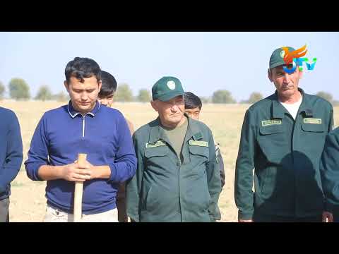 Видео: Dala chеti madaniyati