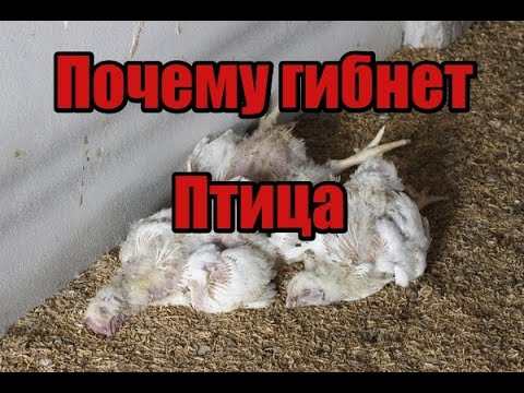 Видео: Главная причина гибели вашей птицы- это Кокцидиоз! Спасите ваших цыплят, сделайте пропойку!