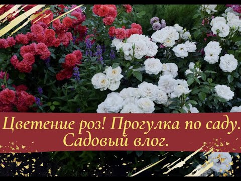 Видео: Цветение роз! Прогулка по саду. Садовый влог.