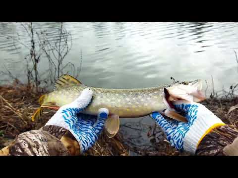 Видео: Поиск щуки в декабре.