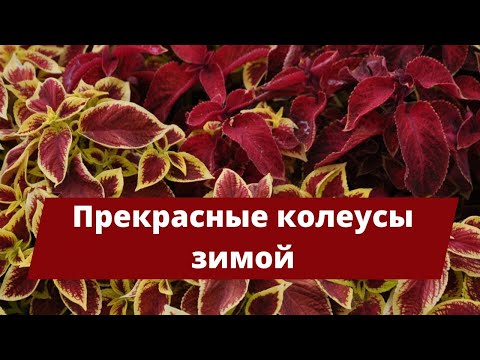 Видео: Как сохранить прекрасные КОЛЕУСЫ ЗИМОЙ? | Защита от вредителей и размножение черенками