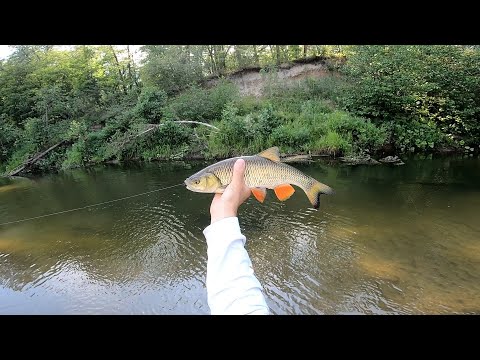 Видео: Нахлыст. Ловим голавлей, ельцов, краснопëрку и синтю на классном перекате и речушке.