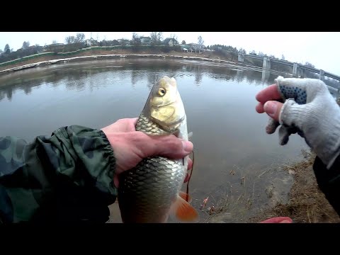 Видео: Голавль в проводку на тесто