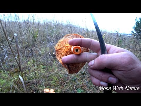 Видео: Сбор грибов в Ноябре 2020,Рыжики меня ждали что бы попрощаться до следующего сезона!!!))))