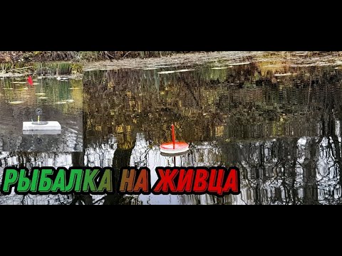 Видео: В ЭТИХ ЗАРОСЛЯХ ЩУКА КИШИТ. РЫБАЛКА НА КРУЖКИ, ЖЕРЛИЦЫ И ПОСТАВУШКИ В ОКТЯБРЕ.ОСЕННИЙ ЖОР ЩУКИ.