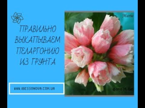Видео: Пеларгония. 100% приживаемость куста в горшке после того, как его выкопали из земли.