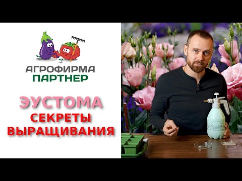 Видео: Секреты выращивания эустомы