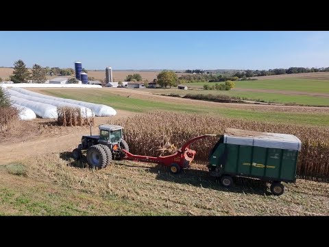 Видео: Измельчение сухого кукурузного силоса из-за болезни кукурузы!