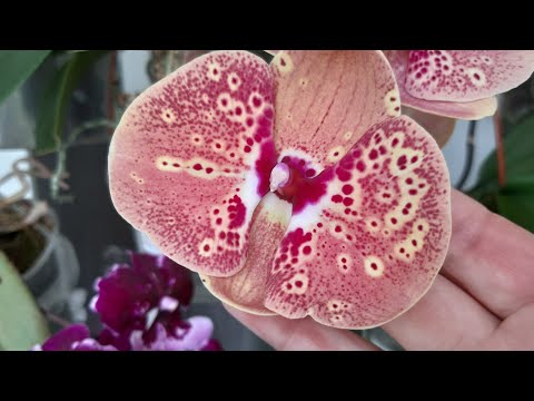 Видео: Необычное цветение моих орхидей - прям Пелоры по- домашнему.