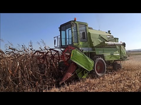 Видео: ЖНИВА КУКУРУДЗИ 2021. Збираємо кукурудзу комбайном Клас Меркатор 70 зерновою жаткою