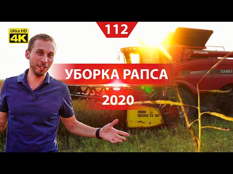 Видео: Уборка рапса 2020. Два комбайна с рапсовыми столами. Плохая солома