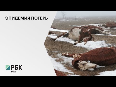 Видео: Из-за вспышки узелкового дерматита КРС в Баймакском районе пришлось уничтожить 1700 животных