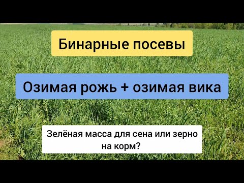 Видео: Озимая рожь + озимая вика. Ранняя зеленая масса.