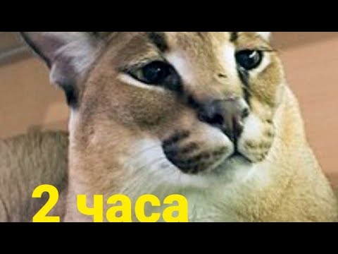 Видео: хорошие пельмени это очень вкусно 2 часа