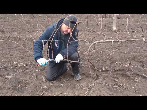Видео: Полуукрывная формировка, Хисамутдинов А.Ф., 2021