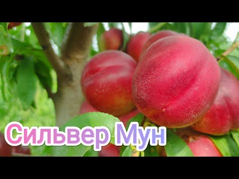 Видео: Нектарин Сильвер Мун/Nectarine Silver Moon