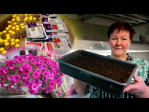 Видео: 🌺Ампельные петунии С НУЛЯ: НАЧАЛО! Всхожесть катарантусов!