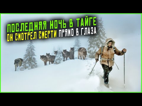 Видео: Истории про волков и людей - его последняя ночь. Таежные истории. Аудио рассказы. Случай в тайге