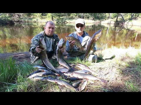 Видео: НАША ЛУЧШАЯ РЫБАЛКА СЕЗОНА, ОТОРВАЛИСЬ! ТИХОЕ И ДИКОЕ КЛЁВОЕ МЕСТО НА ТАЁЖНОЙ РЕКЕ И БЕЗ СЕТЕЙ)))!